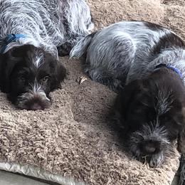 Wirehaired Pointing Griffons from Lost Creek Griffons