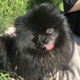 Caviar - Pomeranian