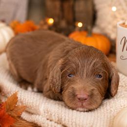 Mocha - Brown and white male Bernedoodle puppy in Spartanburg, South Carolina from Southern Magnolia Bernedoodles