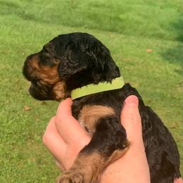 Kate Hudson - Phantom female Poodle puppy in Mount Gilead, Ohio from Cats Creek Standard Poodles
