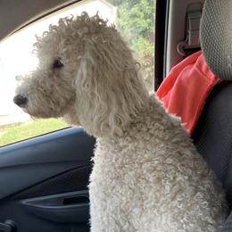 Dottie - Goldendoodle