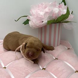 Pink - Yellow female Labrador Retriever puppy in Heath Springs, South Carolina from Rich Hill Retrievers