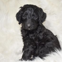 Goldendoodle Puppies from La Familia Doodle