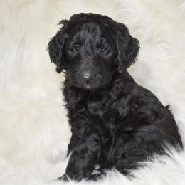 Goldendoodle Puppies from La Familia Doodle