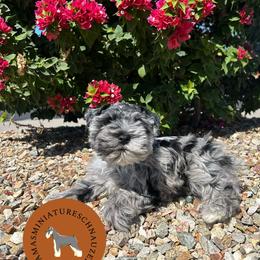 Oreo - Parti male Miniature Schnauzer puppy in Phoenix, Arizona from Sabrina's Miniature Schnauzers