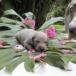 Weimaraner Puppies from Greyborn Weimaraners