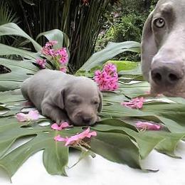 Weimaraner Puppies from Greyborn Weimaraners