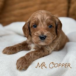 Mr. Copper - Red male Cavapoo puppy in Sacramento, California from Dandy Doodles Goldendoodles