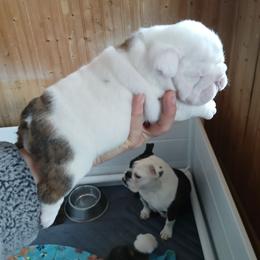 Brody - Red brindle and white male Bulldog puppy in Cannon Falls, Minnesota from Pattys Boxers and Bulldogs