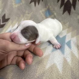Croc - Fawn (isabella) and tan male Dachshund puppy in Choctaw, Oklahoma from Danica’s Dachshunds