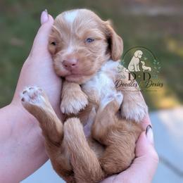 Michelangelo - Red male Dachshund puppy in Bremen, Georgia from Doodles & Doxies