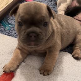 French Bulldog Puppies from Nuthin’ But Frenchies