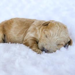 Bingo - Red female Bernedoodle puppy in Crete, Nebraska from Doodles & Co
