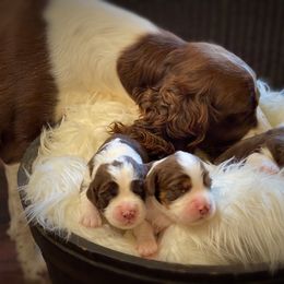 English Springer Spaniel Puppies from Cedarhaven Springers