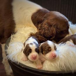 English Springer Spaniel Puppies from Cedarhaven Springers