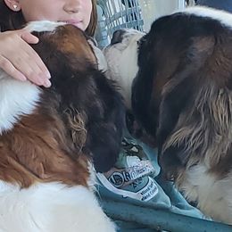 Saint Bernard puppies from Spring Mountain Kennel