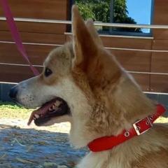 Frank - Pembroke Welsh Corgi