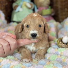Promise - Apricot female Goldendoodle puppy in Wharton, Texas from Little Fur Friends