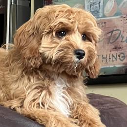 Bella - Cavapoo