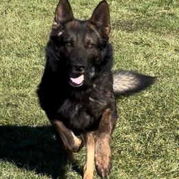 Smokey - German Shepherd