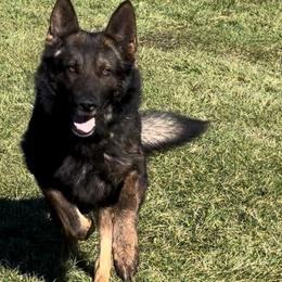Smokey - German Shepherd