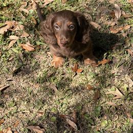 Ollie  Russian - Chocolate and tan male Dachshund puppy in Call, Texas from Dachshund D’Amore