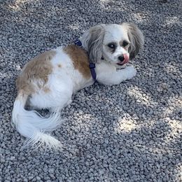 Nala - Shichon
