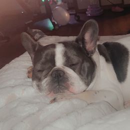 Tilly - French Bulldog