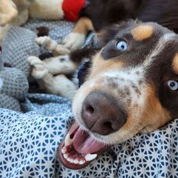 Murphy - Australian Shepherd