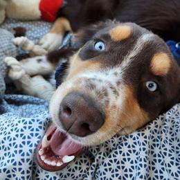 Murphy - Australian Shepherd