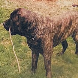 Mastiff Puppies from Eagle Pond Mastiffs