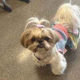 Shih Tzus from House of Zen Shihtzus