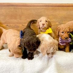 Double Doodle and Labradoodle Puppies from Magnolia & Finn Doodles