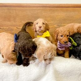 Double Doodle and Labradoodle Puppies from Magnolia & Finn Doodles