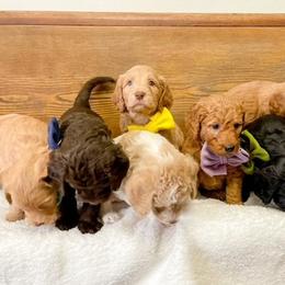 Double Doodle and Labradoodle Puppies from Magnolia & Finn Doodles