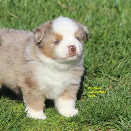 Rose - Red merle female Miniature American Shepherd puppy in Hillsdale, Michigan from Faithwalk Aussies and Mini American Shepherds