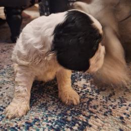 Boy 1 - Blue roan and tan male Cocker Spaniel puppy in Sparta, Georgia from Mekas Cocker Spaniel