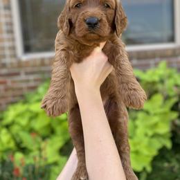 Goldendoodle Puppies from Bows & Ties Doodles