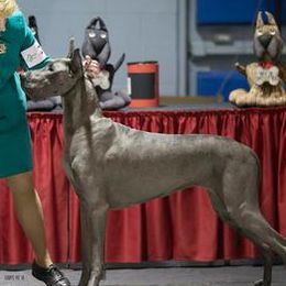Great Danes from Creek Danes