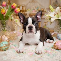 Boston Terrier Puppies from Our Gang Bostons