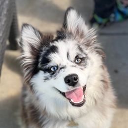Nebula - Pomsky