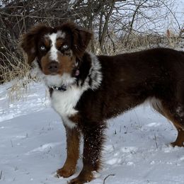 Pheobe - Miniature American Shepherd