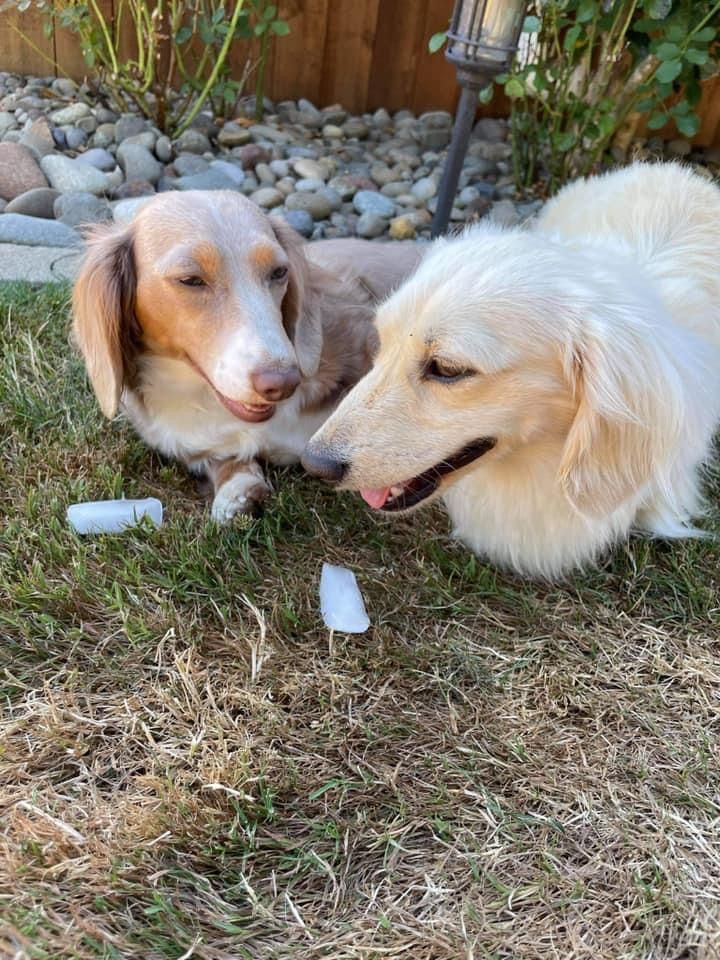Primo Dachshunds in Oregon | Dachshund puppies | Good Dog
