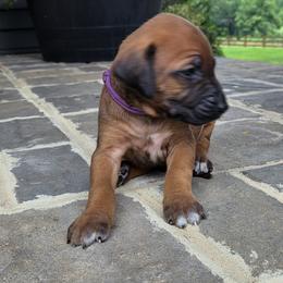 Rafe (purple collar) - male Rhodesian Ridgeback puppy in Gaffney, South Carolina from Circle D Farms