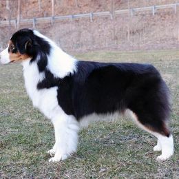 Australian Shepherd All Grown Up from CoralBlitz Australian Shepherd