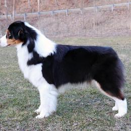 Australian Shepherd All Grown Up from CoralBlitz Australian Shepherd