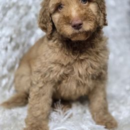 Charlie - Apricot male Goldendoodle puppy in Austin, Texas from Austin Doodles & Poodles