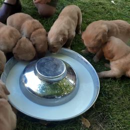 Golden Retriever Puppies from Hunnydew Goldens