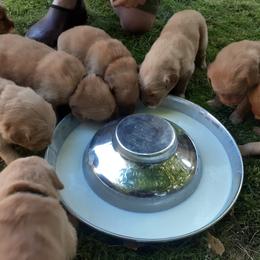 Golden Retriever Puppies from Hunnydew Goldens