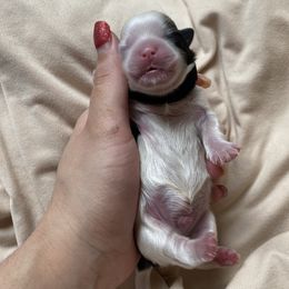 Boy 1 - Shih Tzu puppy in Moreno Valley, California from Legacy Shihtzus